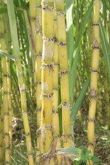 Obraz premium sugarcane plant on farm for harvest