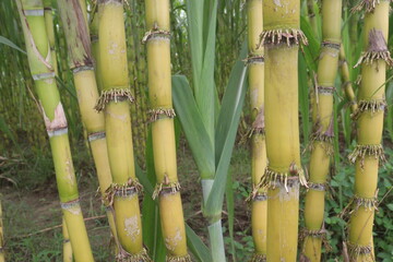 Fototapeta premium sugarcane plant on farm for harvest