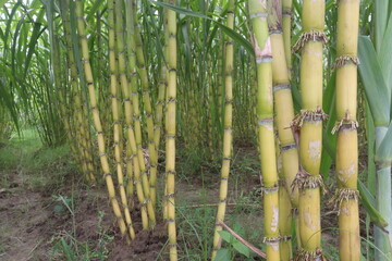 Fototapeta premium sugarcane plant on farm for harvest