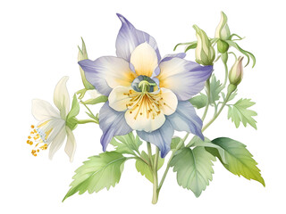 Columbine Watercolor Flower Plant Nature Art 