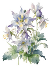 Columbine Watercolor Flower Plant Nature Art 