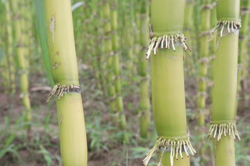 Obraz premium sugarcane plant on farm for harvest