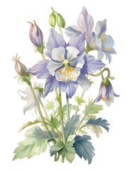 Columbine Watercolor Flower Plant Nature Art 
