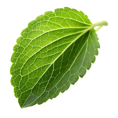Obraz premium Stevia leaf composition. Scene on transparent background, png