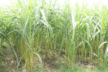 sugarcane plant on farm for harvest