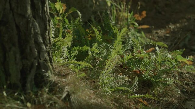 Fern growing near a tree