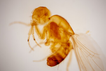 Super macro photo of Spider, butterfly caterpillar, Bee, Insects and Other animals in nature.
