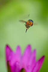 Super macro photo of Spider, butterfly caterpillar, Bee, Insects and Other animals in nature.