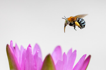 Super macro photo of Spider, butterfly caterpillar, Bee, Insects and Other animals in nature.