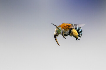 Super macro photo of Spider, butterfly caterpillar, Bee, Insects and Other animals in nature.