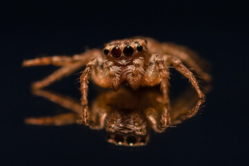 Super macro photo of Spider, butterfly caterpillar, Bee, Insects and Other animals in nature.