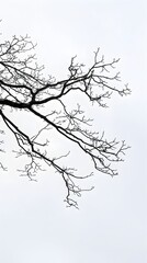 Bare tree branches silhouetted against a cold winter background, highlighting the stillness and beauty of nature
