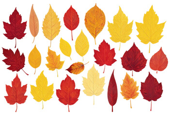 Obraz premium collection of fall foliage leaves transitioning in color from vibrant yellow to rich crimson, each leaf with detailed textures and edges, arranged sequentially on a transparent background.