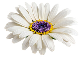 detailed illustration of a single daisy with white petals tinged with purple and a vibrant yellow center, set against a transparent background