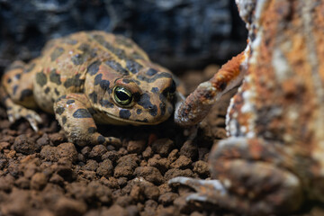 エジプトミドリヒキガエルのマクロ