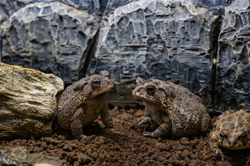 ナンブヒキガエルのアップ