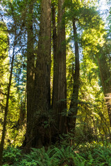 Redwood National Park, California in Summer