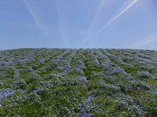 春のネモフィラ公園ひこうき雲と青い花（舞洲公園）