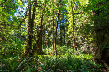 Redwood National Park, California in Summer