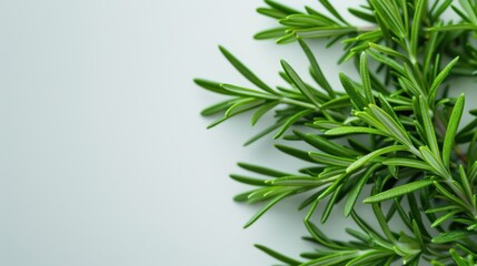 Obraz premium Rosemary herbs isolated on a white background 
