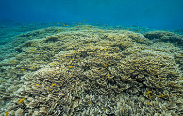 Reef scenic with pristine foliose corals, Montipora foliosa, and lemon damsels, Pomacentrus moluccensis,  Raja Ampat Indnonesia.