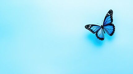 Blue Butterfly on Soft Blue Background