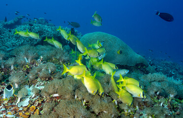 Masked rabbitfishes, Siganus puellus, Raja Ampat Indonesia.