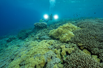 Wildlife film maker, filming pristine corals in Raja Ampat reefs Indonesia.