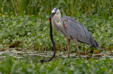 Fototapeta premium Great blue heron eating a snake in central Florida