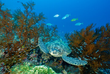 Green turtle, Chelonia mydas, resting between black corals, Raja Ampat Indnoesia.