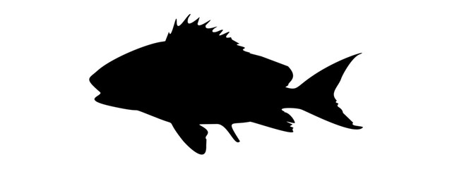 silhouette peacock bass fish