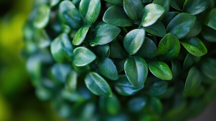 Obraz premium Close-up of Lush Green Foliage