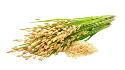 Paddy rice isolated on white background