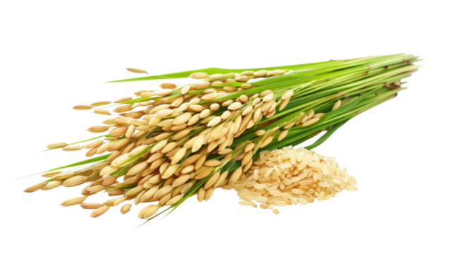 Paddy rice isolated on white background