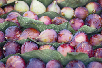 A Beautiful Arrangement of Freshly Harvested Figs Surrounded by Lush Green Leaves