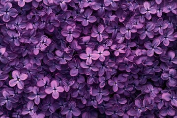 Obraz premium Purple Flowers Close Up