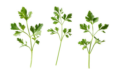 Parsley leaf isolated on white background