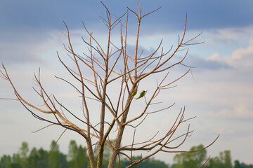 Blue-tailed bee-eater or Merops persicus bird and Scientific name is Merops philippinus.