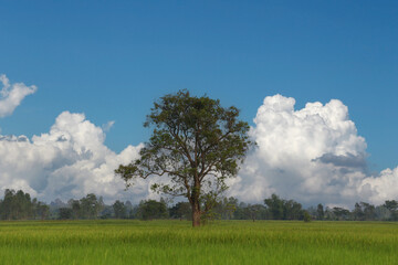 Large green tree in the middle of a rice field.