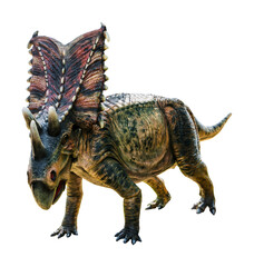 Chasmosaurus is a herbivore genus of ceratopsid dinosaurs from the Cretaceous Period. Chasmosaurus has a transparent background.