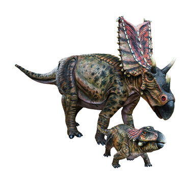 Mother Chasmosaurus and baby Chasmosaurus are herbivore genus of ceratopsid dinosaurs from the Cretaceous Period. Mother Chasmosaurus and baby Chasmosaurus have a transparent background.