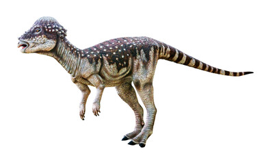 Pachycephalosaurus is a herbivore genus of Pachycephalosaurid dinosaurs, it has an extremely thick...