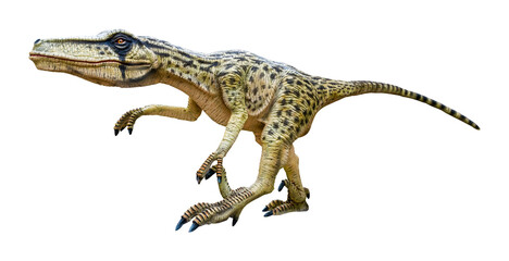 Dromaeosaurus is a carnivore genus of theropod dinosaur that lived during the Late Cretaceous period. Dromaeosaurus has a transparent background.