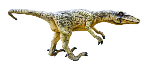 Dromaeosaurus is a carnivore genus of theropod dinosaur that lived during the Late Cretaceous period. Dromaeosaurus has a transparent background.