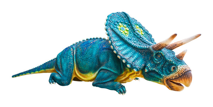 Torosaurus is a genus of herbivorous Ceratopsid dinosaurs that lived during the late Cretaceous period. Torosaurus has a transparent background.