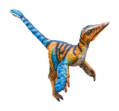 Troodon is a carnivorous dinosaur genus. Troodon is like a bird and lived in the Cretaceous period. Troodon has a transparent background.