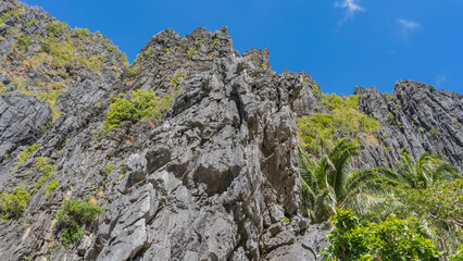 A sheer karst cliff against the blue sky. Tropical vegetation and palm trees grow on steep gray furrowed slopes. Philippines. Palawan.