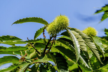 sweet chestnut