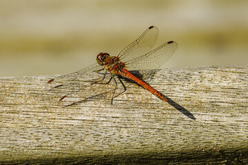 close up of a dragonfly