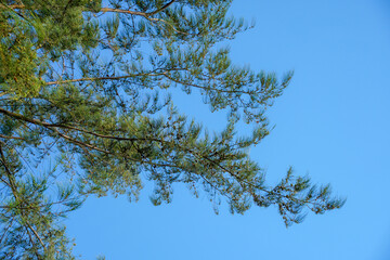 pine tree branches against sky